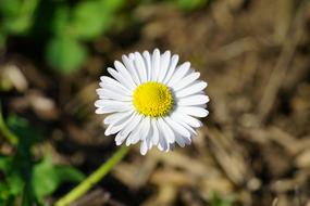 Daisy Flower Blossom
