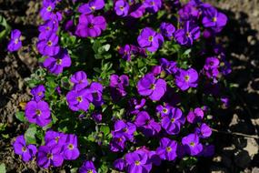 Blossom Bloom Purple Blue pillow