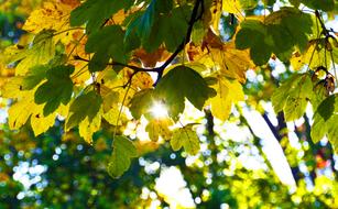 Autumn Leaves Fall Foliage