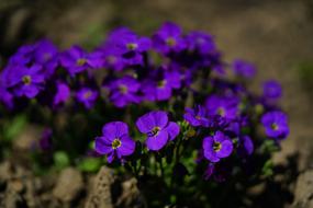 purple flowers are small in the field