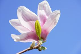 Magnolia Blossom Tulip