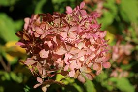Hydrangea Autumn Pink
