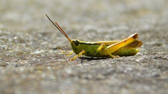 Grasshopper Bug Acid Green
