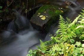 Water Fern Grass