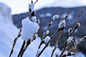 snowy weather with branches