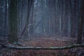 Forest Nature Landscape