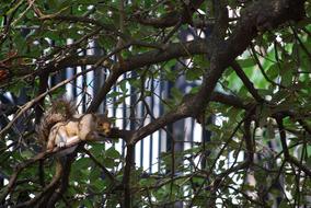 Tree Nature Wildlife