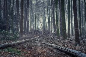 Forest Nature Landscape