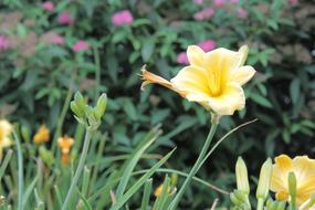 Nature Flower Garden