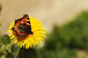 Butterfly Dandelion Nature