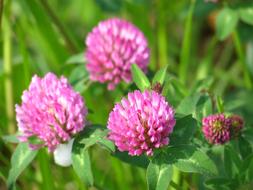Red Clover Meadow Plant Pointed