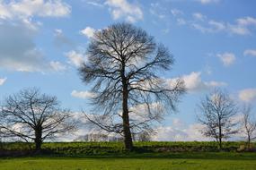 Tree Bare Without Leaves