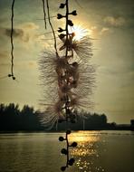 Tree Water Sunset