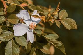 Wild Rose Bush Bloom Pink