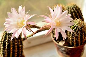 Flower Nature Cactus