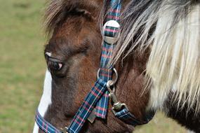 Horse Head Mane