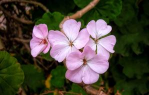 Flowers Nature Garden