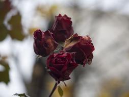 dried red roses in a vase
