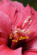 Hibiscus Flower Blossom