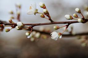 Drops Of Water Branch Nature