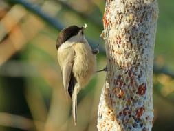 funny bird eating food