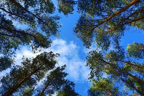 Nature Tree Landscape