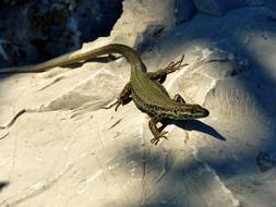 little lizard on a rock
