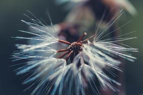 Bright Nature Close Up