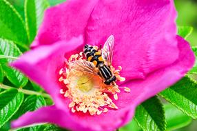 a beautiful rose with a bee