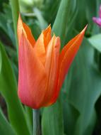 Tulip Flower Spring