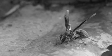 big bug on the roof