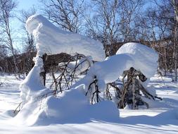 Forest Snowdrift Snow Cap