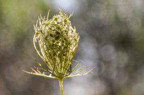 Blossom Bloom Abstract