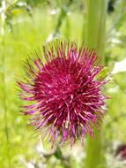 Briar Weed Nature