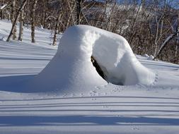 Forest Snowdrift Snow Cap