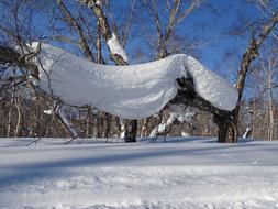 Forest Snowdrift Snow Cap