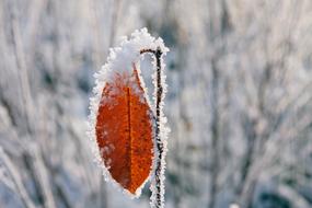 Leaf Ice Crystals