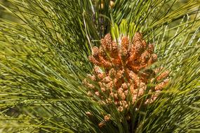 Pine Forest Conifer