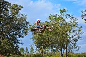 bicycle man trees