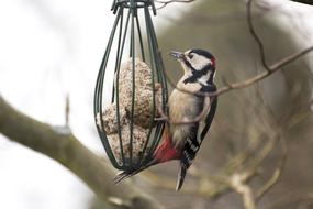 Great Spotted Woodpecker Nature
