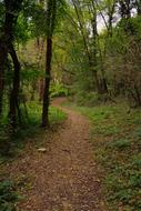 forest green road