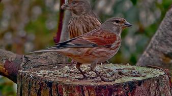 Reed Spevavý Little Bird