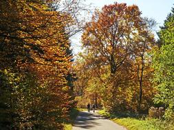 Autumn Forest Sauerland Walk