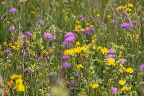 Wild Flower Meadow Flowers Arable