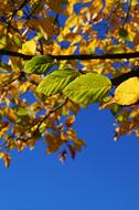 Autumn Leaf Fall Foliage Golden