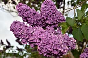 Blossom Bloom Purple