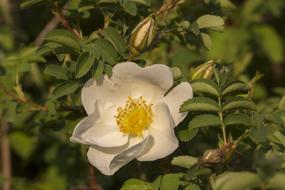 Wild Rose Bloom White