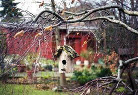 Tree Nature Season
