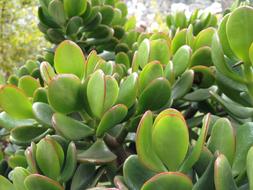 beautiful green houseplants