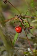 Wild Strawberry Plant Garden